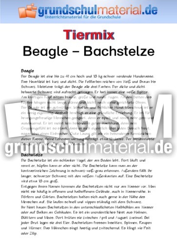 Beagle - Bachstelze.pdf